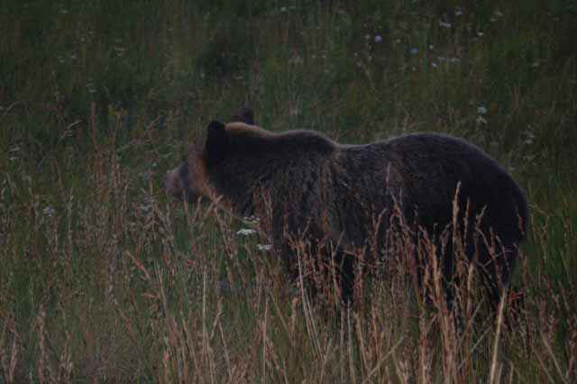 Bear, outside Yellowstone Natl Park on Pole Cat Road